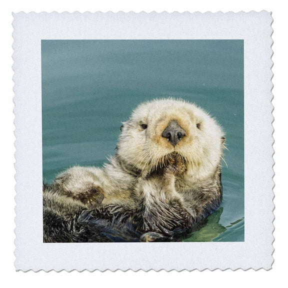 3dRose, USA, California, San Luis Obispo. Sea otter waving., 12x12 inch quilt square