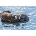 thumbnail image 1 of USA  California  San Luis Obispo. Sea otter waving. Poster Print by Jaynes Gallery, 1 of 1