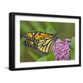 thumbnail image 1 of Art.com USA, California, Santa Barbara. Monarch butterfly on flower. Photographic Print by Jaynes Gallery, Black Frame Wall Art, 23" x 17", 1 of 5