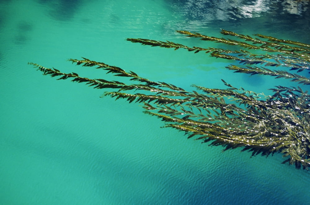 USA California Seaweed floating in turquoise ocean water on coastline Big Sur Canvas Art - Larry Dale Gordon Design Pics (34 x 22)