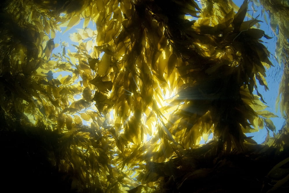USA California Sunlight streaming through forest of Giant Kelp (Macrocystis Pyrifera) Catalina Island Canvas Art - Dave Fleetham Design Pics (17 x 11)