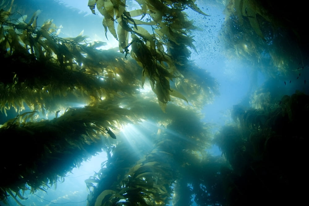 USA California Sunlight streaming through forest of Giant Kelp (Macrocystis Pyrifera) Catalina Island Canvas Art - Dave Fleetham Design Pics (34 x 22)