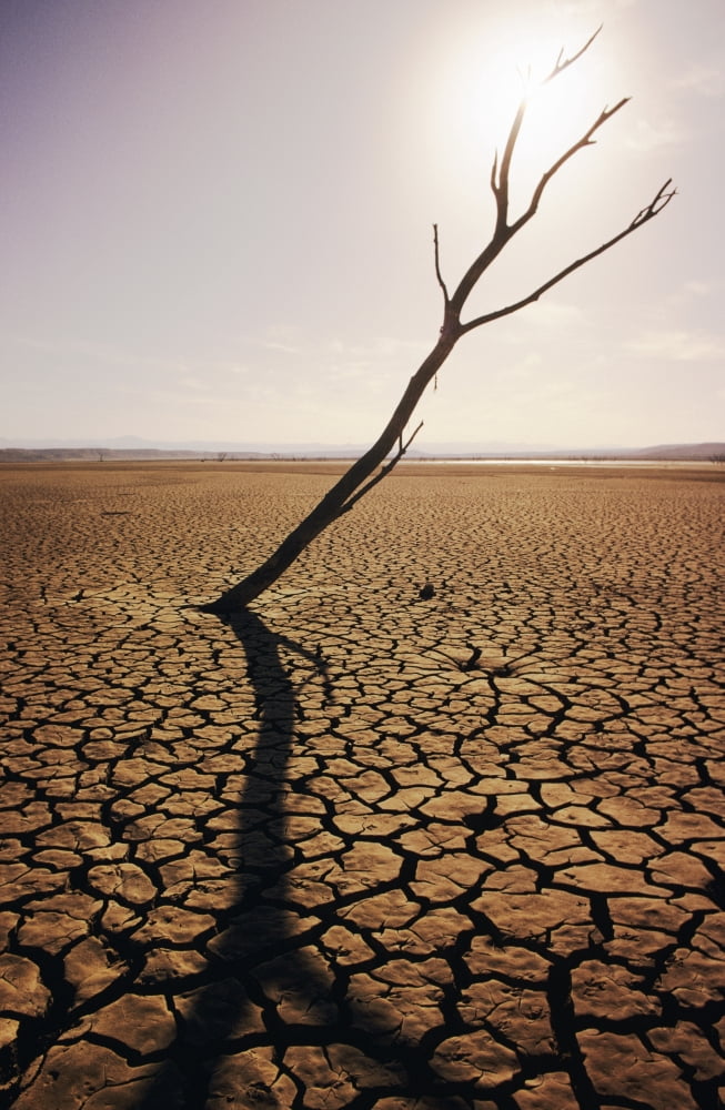 USA California Tree snag and cracked mud in dry lake bed El Mirage Canvas Art - Larry Dale Gordon  Design Pics (11 x 17)