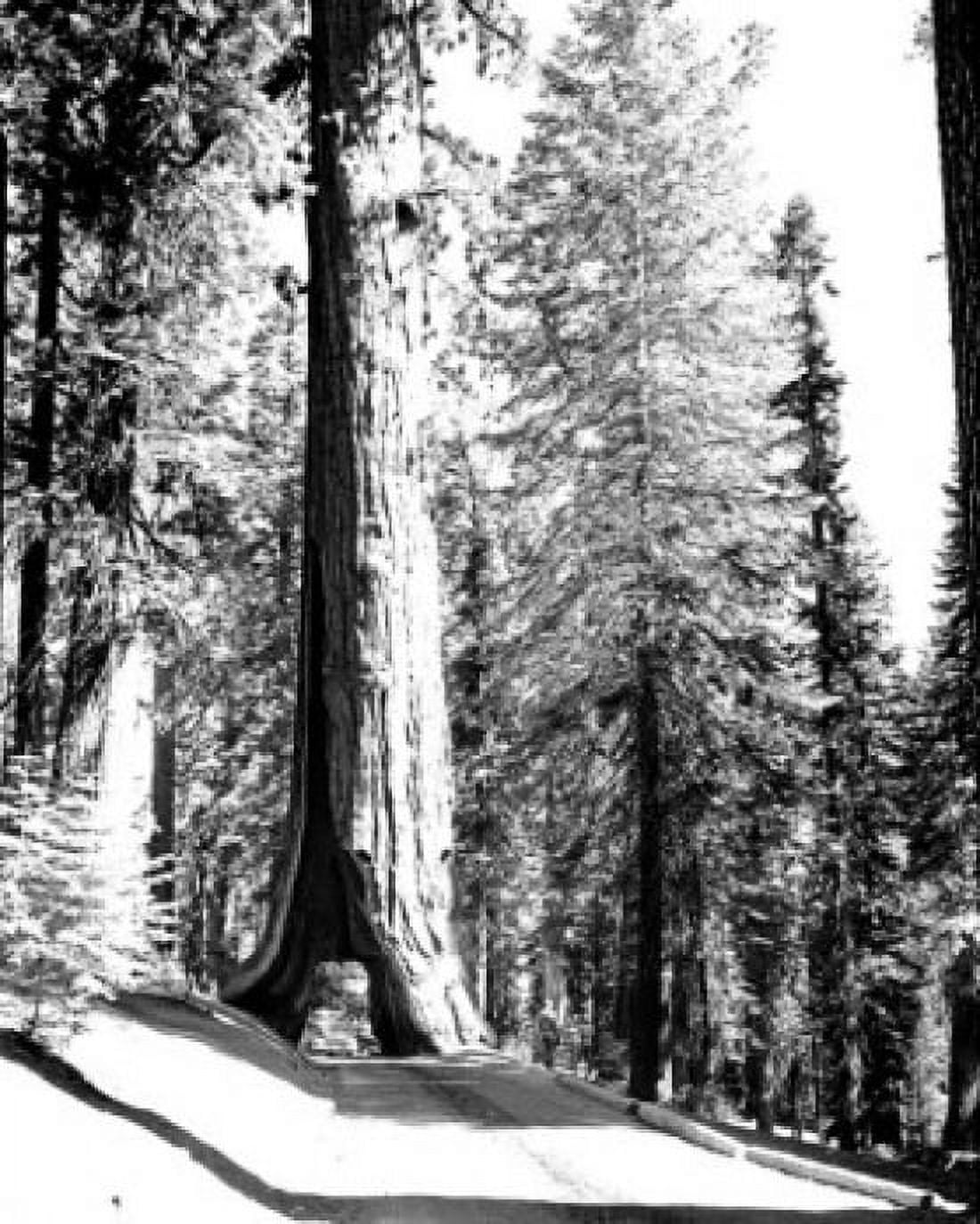 USA California Wawona Yosemite National Park Sequoia tree with highway Cut (1881) for wagons Canvas Art - (18 x 24)