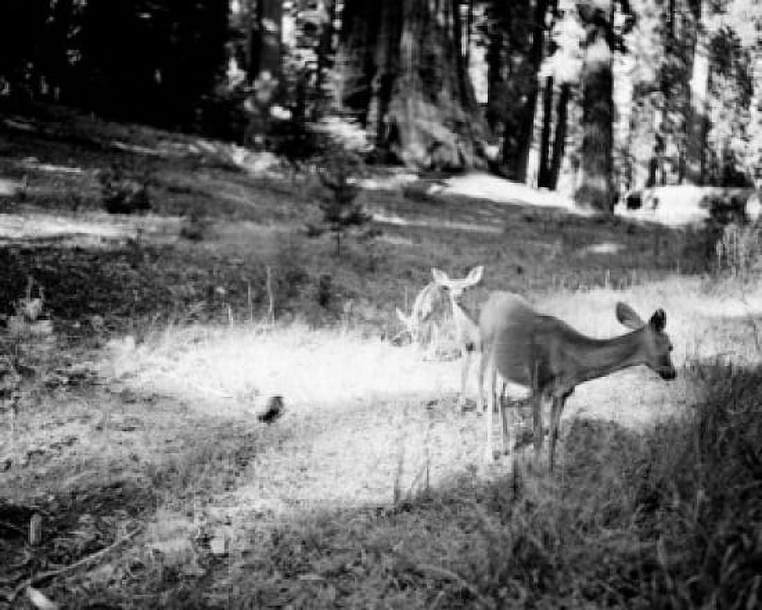 USA California Yosemite National Park Deer with twin fawns Canvas Art - (24 x 36)