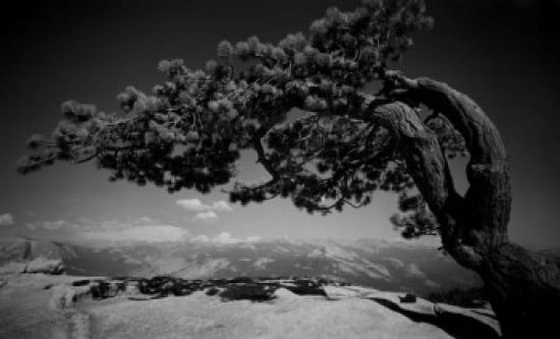 USA California Yosemite National Park Jeffery Pine tree on Sentinel Dome Canvas Art - (18 x 24)