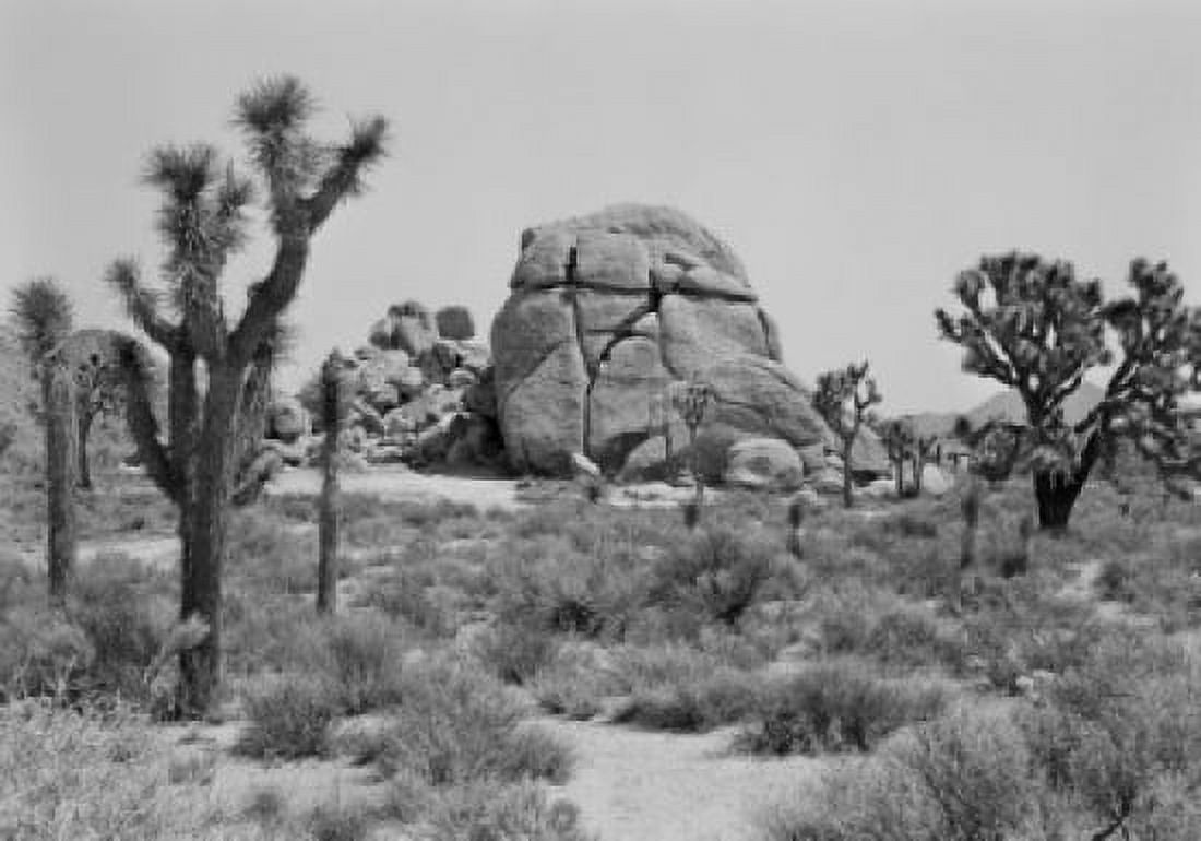 USA California Yucca Valley yucca trees and boulder Canvas Art - (24 x 36)