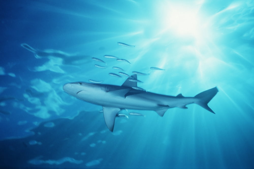 USA (Carcharhinus Galapagensis) Hawaii Galapagos Shark With Sunburst In Background Canvas Art - Ed Robinson Design Pics (38 x 24)