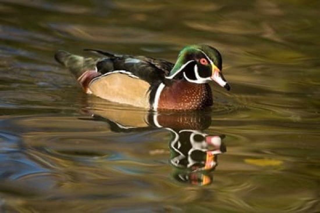 USA Carolina or Wood Duck reflected in a Pond Canvas Art - David Slater  DanitaDelimont (34 x 23)
