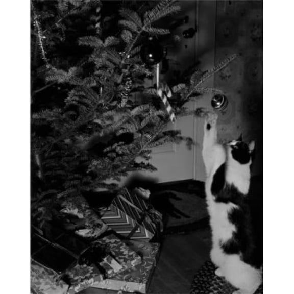 USA Cat Playing with Ball on Christmas Tree Poster Print - 18 x 24 in.