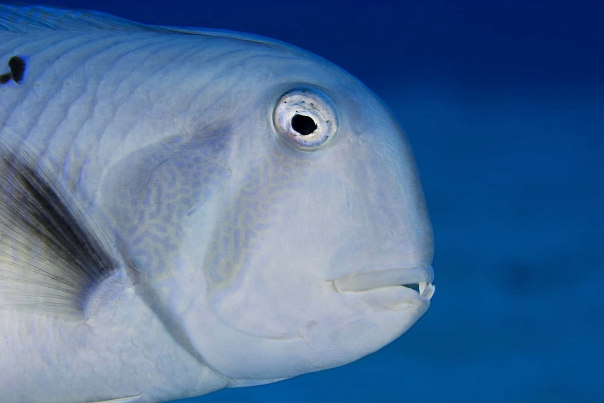 USA Close Up Of Face Hawaii Narrow-Bodied Razor Wrasse (Xyrichtys Pavo) Canvas Art - Dave Fleetham Design Pics (34 x 22)