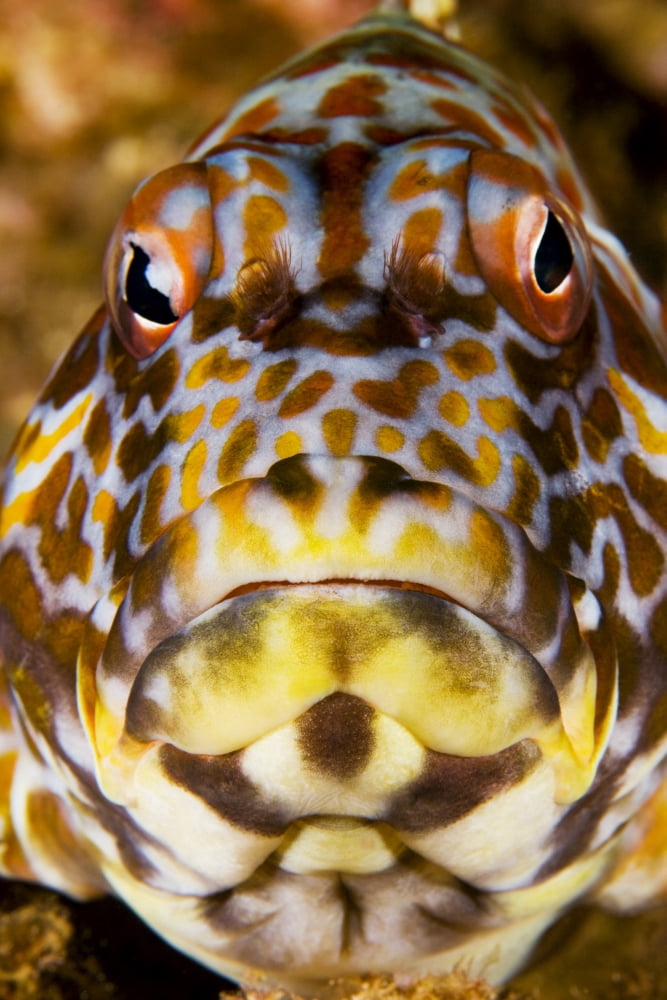 USA Close-Up Of Face Hawaii Stocky Hawkfish (Cirrhitus Pinnulatus) Canvas Art - Dave Fleetham Design Pics (11 x 17)