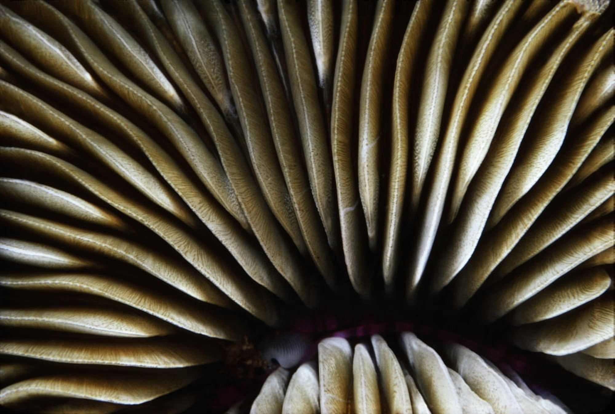 USA Close-Up Of Mushroom Coral (Fungia Scutaria) Hawaii Canvas Art - Ed Robinson Design Pics (38 x 26)