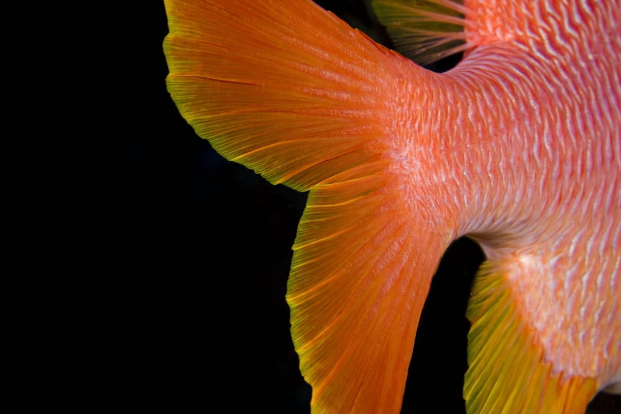 USA Close-Up Of Tail Hawaii Islands Longjaw Squirrelfish (Sargocentron Spiniferum) Canvas Art - Dave Fleetham Design Pics (17 x 11)