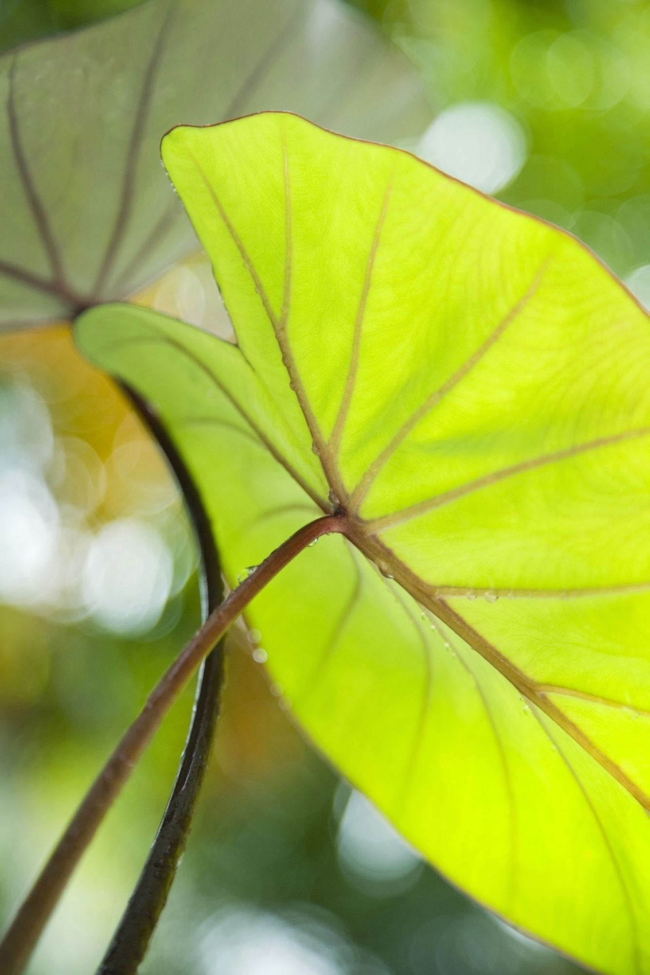 USA Close-Up Of Taro Leaf Hawaii Canvas Art - Dana Edmunds Design Pics (22 x 34)