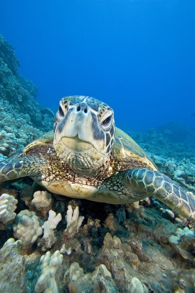 USA Close-Up of Green Sea Turtle (Chelonia Mydas) on reef Hawaii Canvas Art - Dave Fleetham Design Pics (11 x 17)