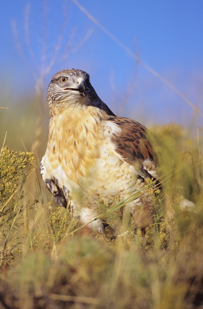 USA Close up of Feruginous Hawk (Buteo Regalis) in dry grass Colorado Canvas Art - John Hyde Design Pics (11 x 17)