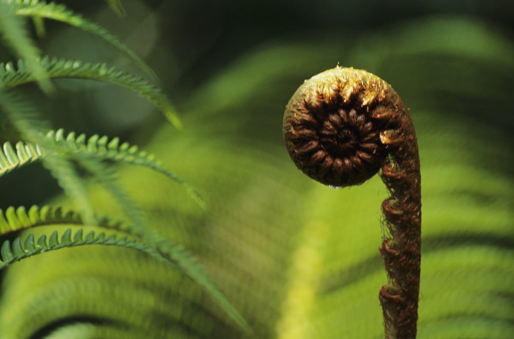 USA Close up of Hapuu Fern Hawaii Canvas Art - Robert Sablan Design Pics (17 x 11)