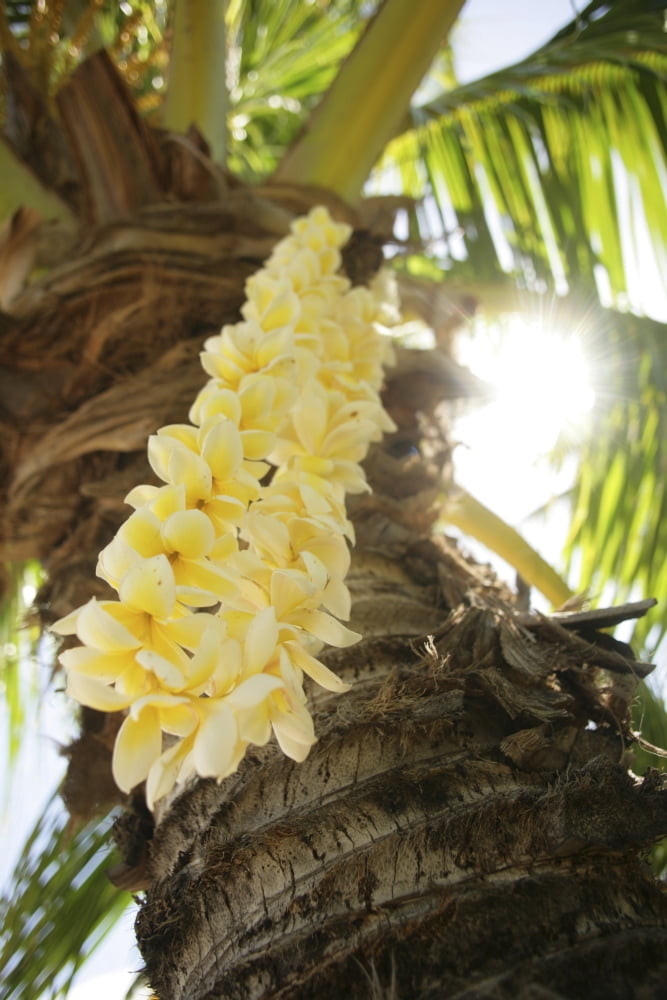 USA Close-up of yellow Plumeria Lei hanging from palm tree Hawaii Islands Canvas Art - Sri Rusden Design Pics (12 x 18)