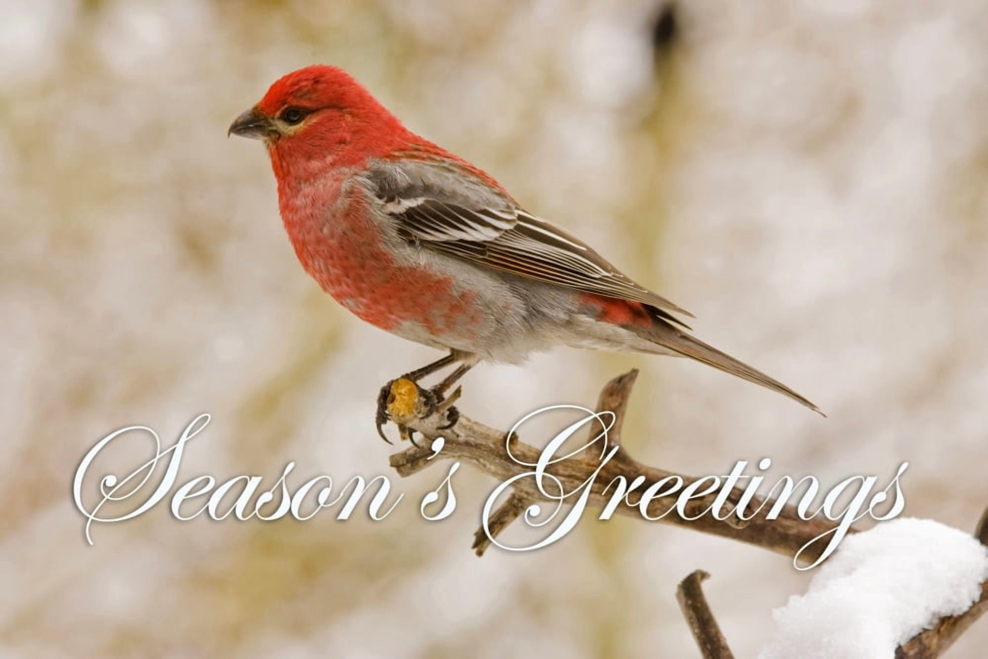 USA Colorado Frisco Male pine grosbeak perched on limb Credit as Fred J Lord  Jaynes Gallery  DanitaDelimontcom Canvas Art - Jaynes Gallery  Danita Delimont (34 x 22)