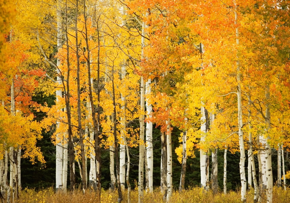 USA Colorado Near Steamboat Springs Line Of Fall-Colored Aspen Trees Buffalo Pass Canvas Art - Ron Dahlquist Design Pics (32 x 22)