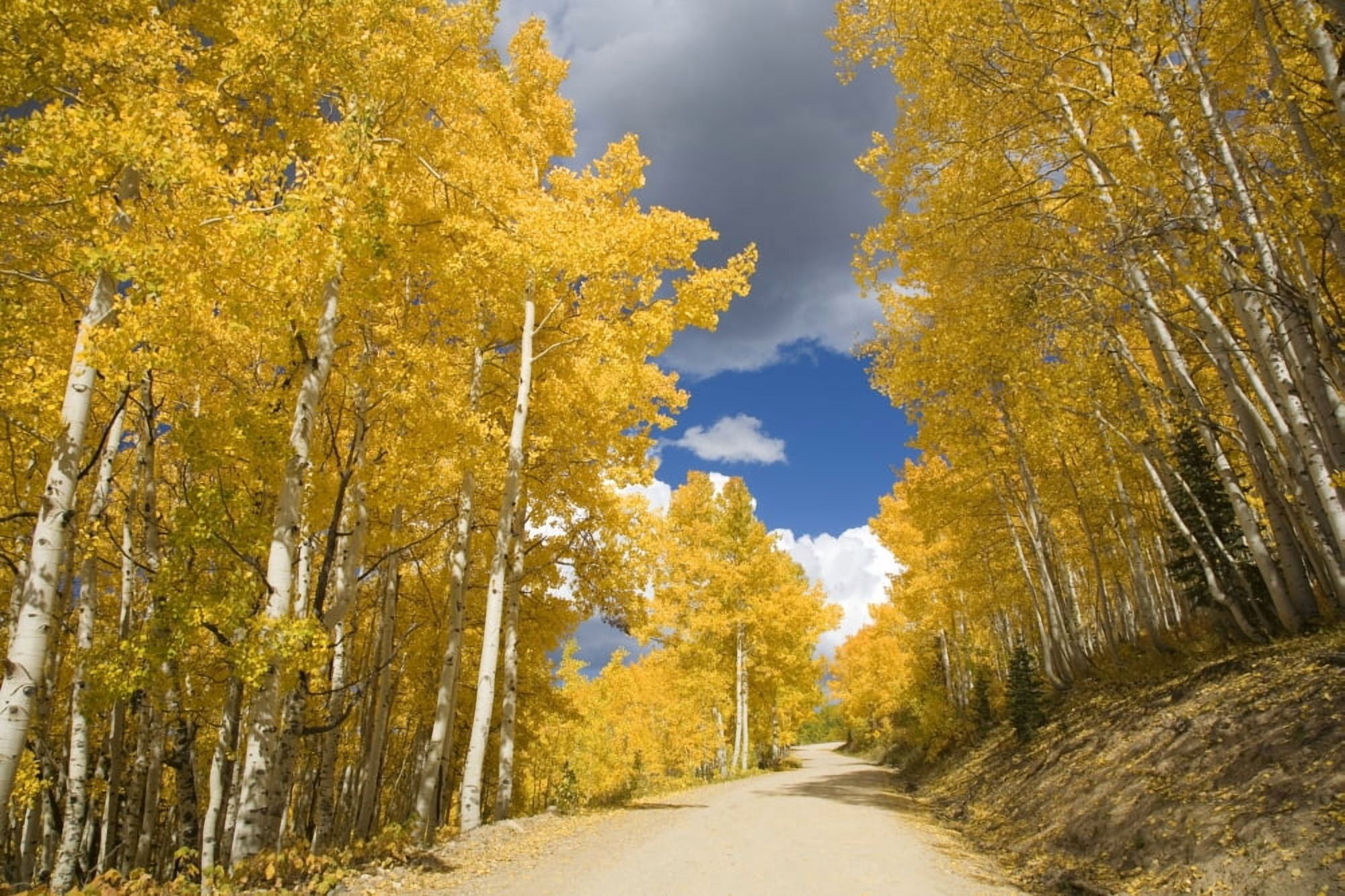 USA Colorado Near Steamboat Springs Road Winding Through Fall-Colored Aspens Buffalo Pass Canvas Art - Ron Dahlquist Design Pics (17 x 11)