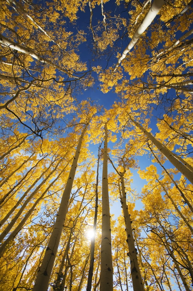 USA Colorado Near Steamboat Springs Yellow Aspen Tree Canopy Buffalo Pass Canvas Art - Ron Dahlquist Design Pics (11 x 17)