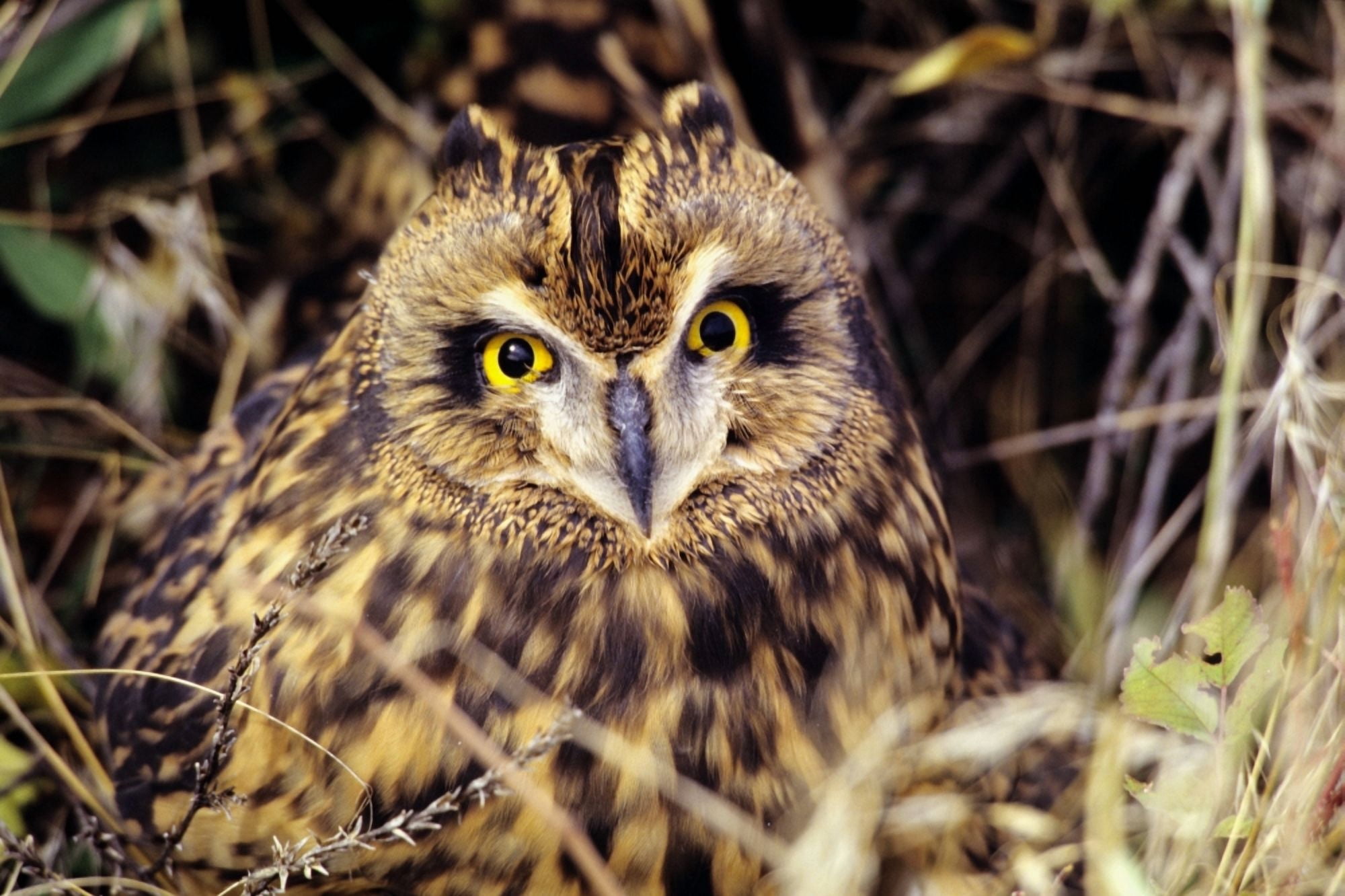 USA Colorado Short-Eared Owl (Asio Flammeus) Front Range Canvas Art - John Hyde Design Pics (17 x 11)
