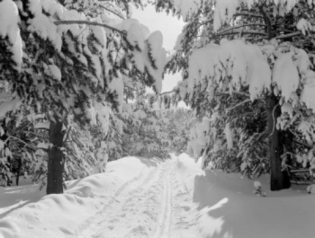 USA Colorado Snow banked trail through Lodge Pole Pines in Tennessee Pass Canvas Art - (24 x 36)