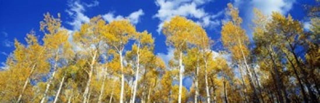 USA Colorado Uncompahgre Nationa Forest Canvas Art - Panoramic Images (18 x 6)