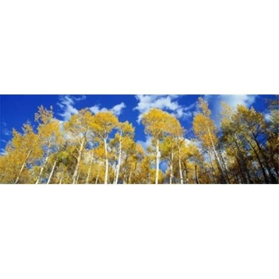 USA  Colorado  Uncompahgre Nationa Forest Poster Print by  - 36 x 12