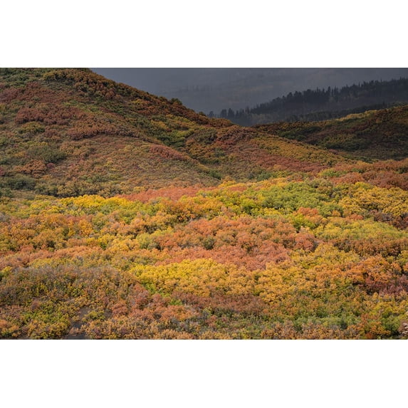 USA-Colorado-Uncompahgre National Forest Autumn-colored forest Poster Print - Jaynes Gallery (24 x 15)