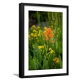 thumbnail image 1 of Art.com USA, Colorado, Uncompahgre National Forest. Indian paintbrush flower close-up. Photographic Print by Jaynes Gallery, Black Frame Wall Art, 17" x 23", 1 of 5