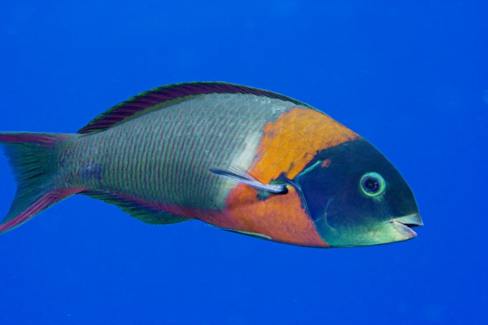 USA Colorful Fish In Open Water Hawaii Saddle Wrasse (Thalassoma Duperrey) Canvas Art - Dave Fleetham Design Pics (34 x 22)