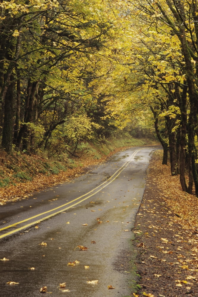 USA Columbia River Gorge National Scenic Area Oregon Road Through Colorful Fall Trees Canvas Art - Greg Vaughn Design Pics (22 x 34)