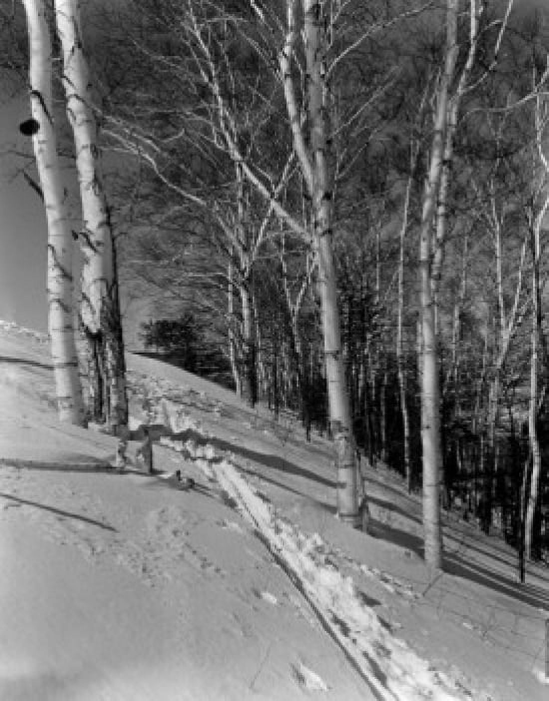 USA Connecticut winter in forest Canvas Art - (24 x 36)