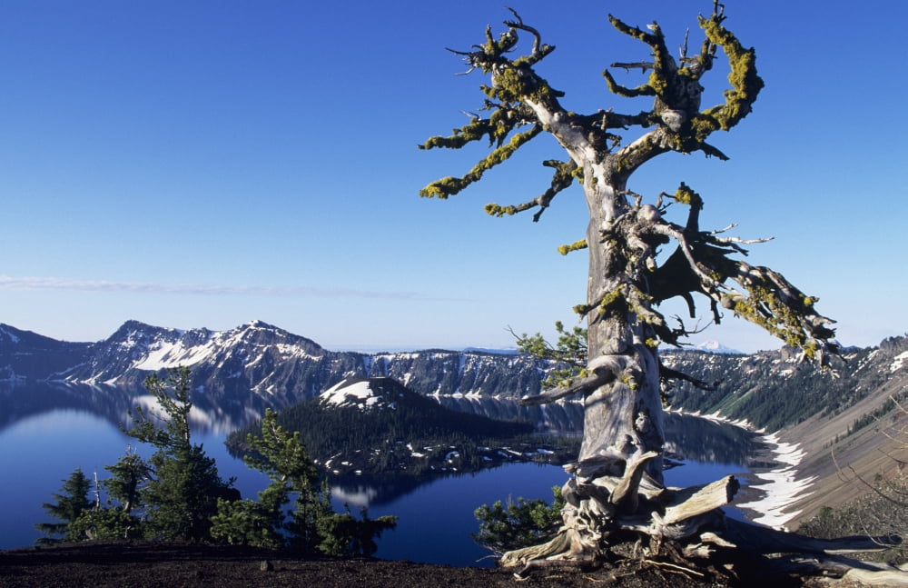 USA Crater Lake National Park Oregon Gnarled Pine Tree Snag Above Crater Lake And Wizard Island Canvas Art - Greg Vaughn Design Pics (34 x 22)