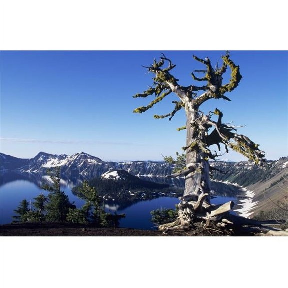 USA  Crater Lake National Park; Oregon  Gnarled Pine Tree Snag Above Crater Lake And Wizard Island Print