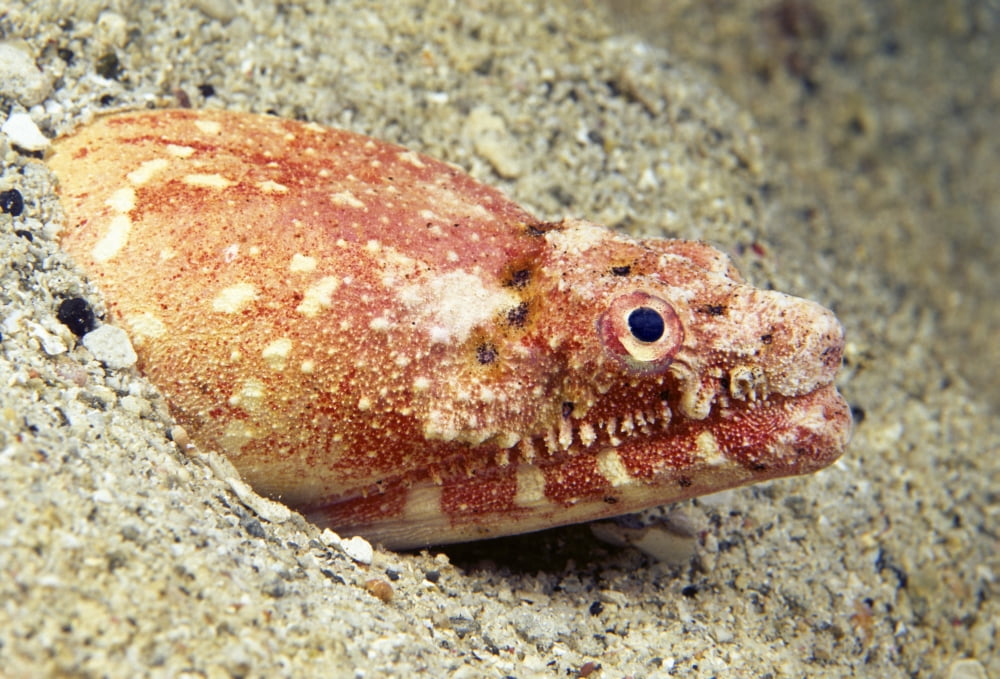 USA Crocodile Snake Eel (Brachysomophis Crocodilinus) or Puhi Hawaii Canvas Art - Dave Fleetham Design Pics (34 x 24)