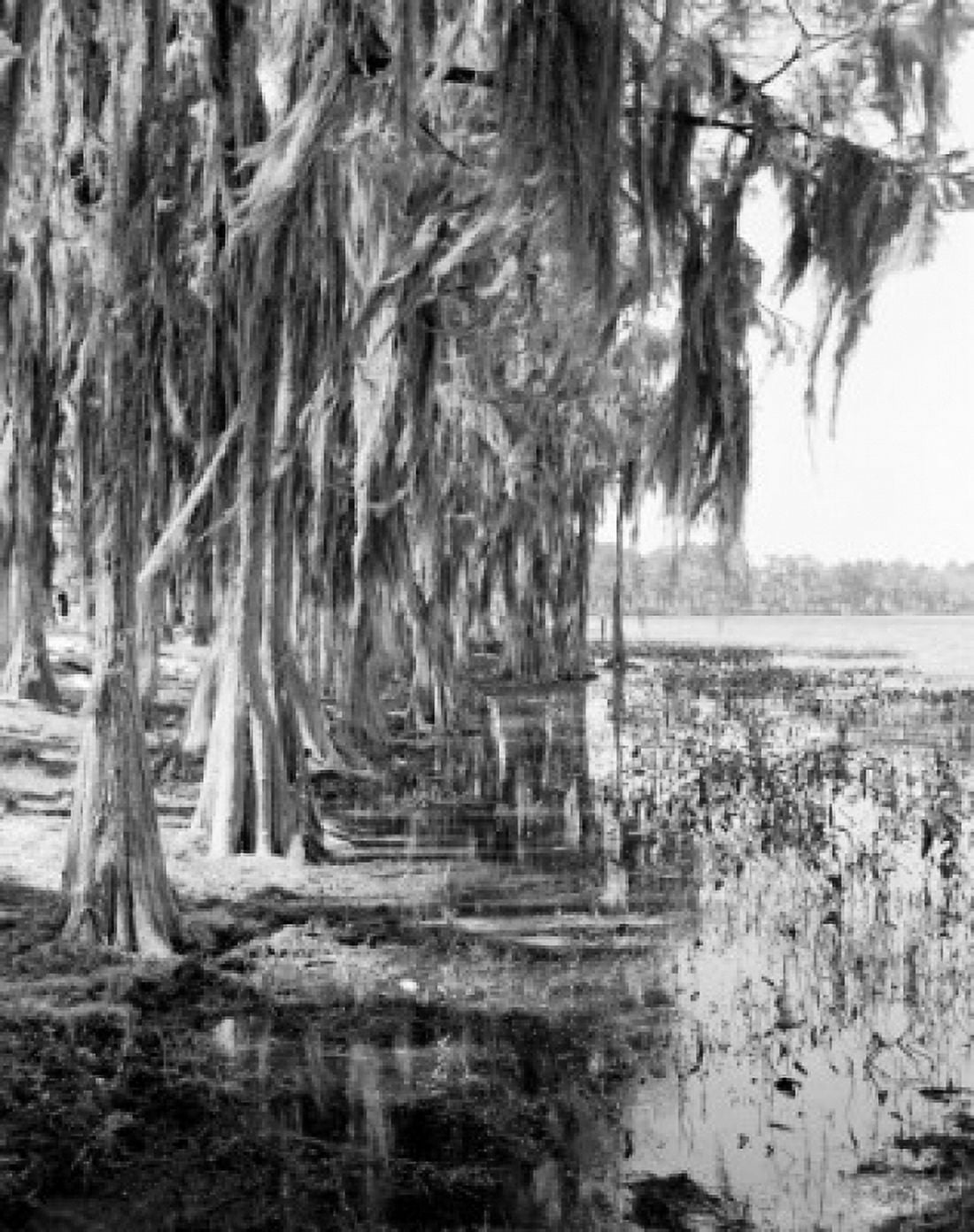 USA Cypress Swamp near Adel Georgia Route 41 Canvas Art - (18 x 24)