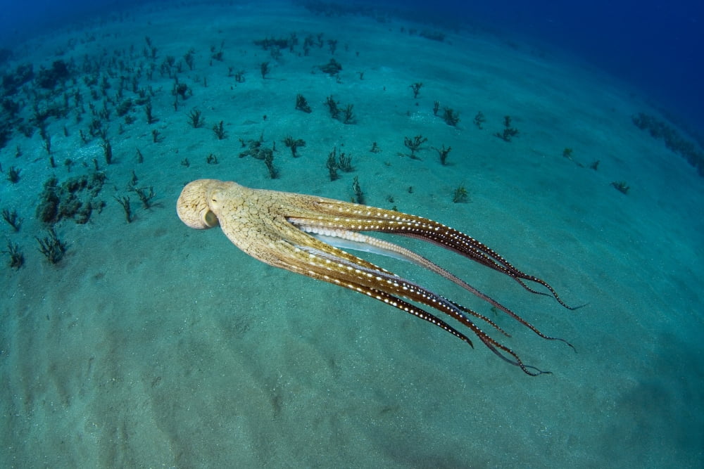 USA Day Octopus (Octopus Cyanea) Hawaii Canvas Art - Dave Fleetham Design Pics (17 x 11)