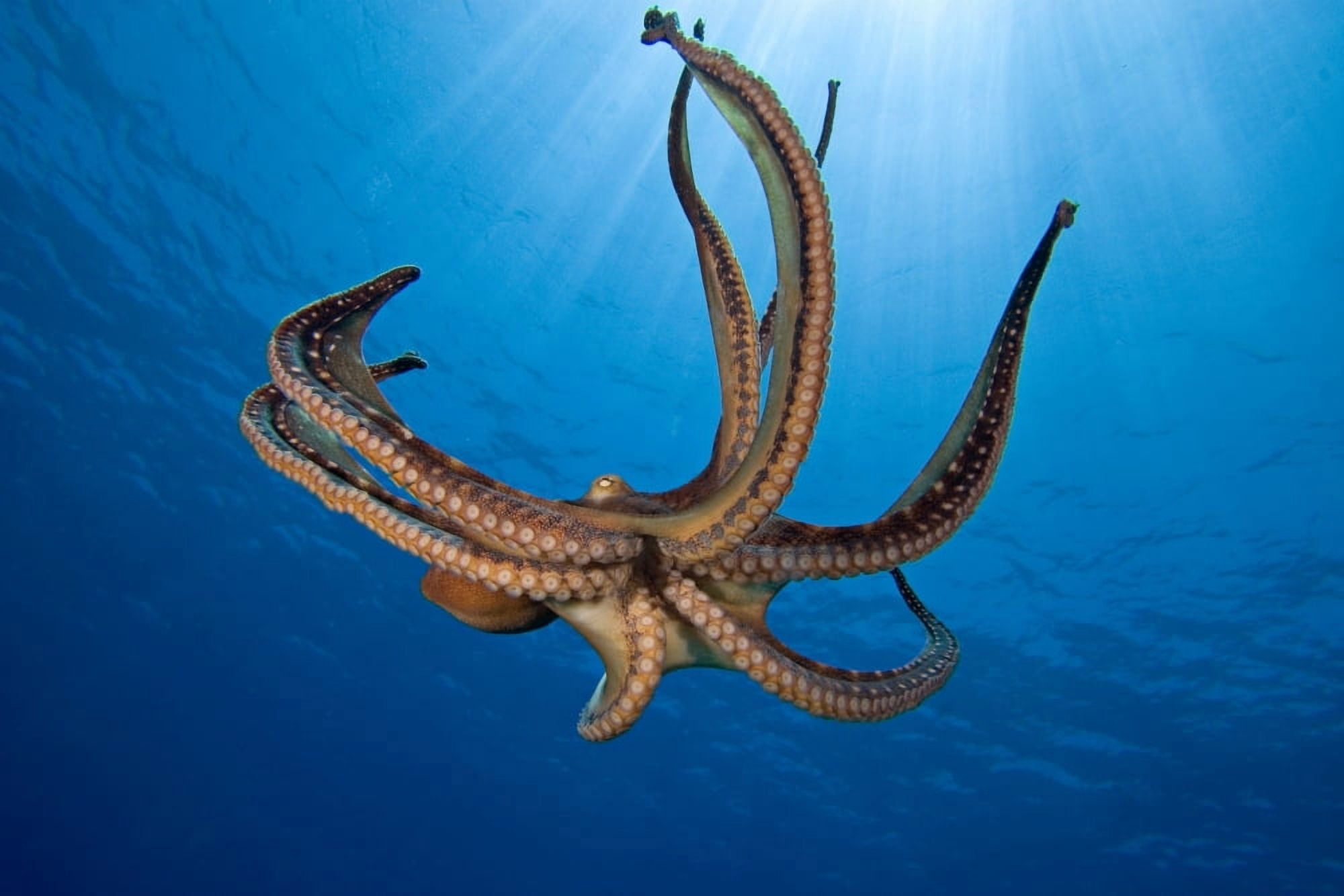USA Day Octopus (Octopus Cyanea) Hawaii Canvas Art - Dave Fleetham Design Pics (17 x 11)