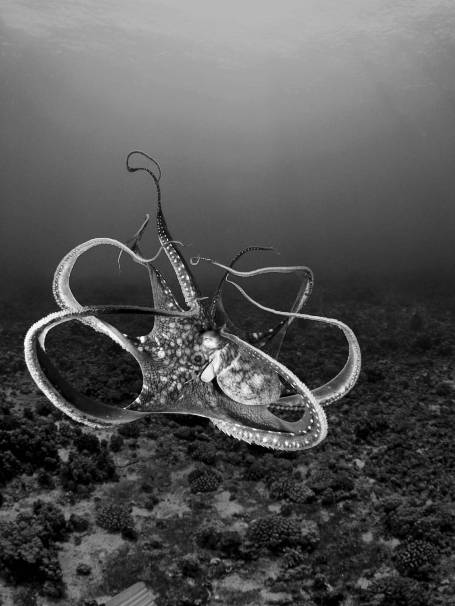 USA Day Octopus (Octopus Cyanea) Hawaii Canvas Art - Dave Fleetham Design Pics (26 x 36)