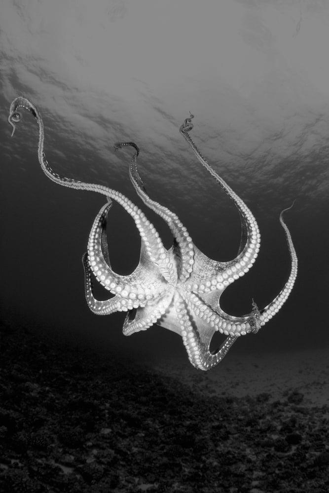USA Day Octopus (Octopus Cyanea) Hawaii Canvas Art - Dave Fleetham Design Pics (26 x 40)