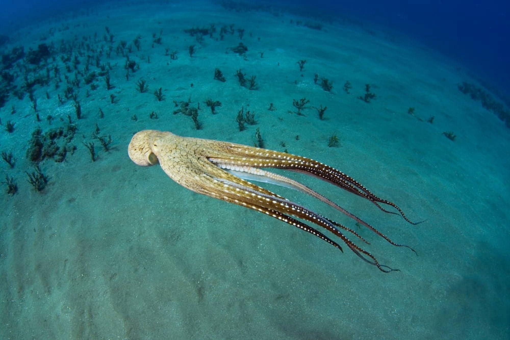 USA Day Octopus (Octopus Cyanea) Hawaii Canvas Art - Dave Fleetham Design Pics (34 x 22)