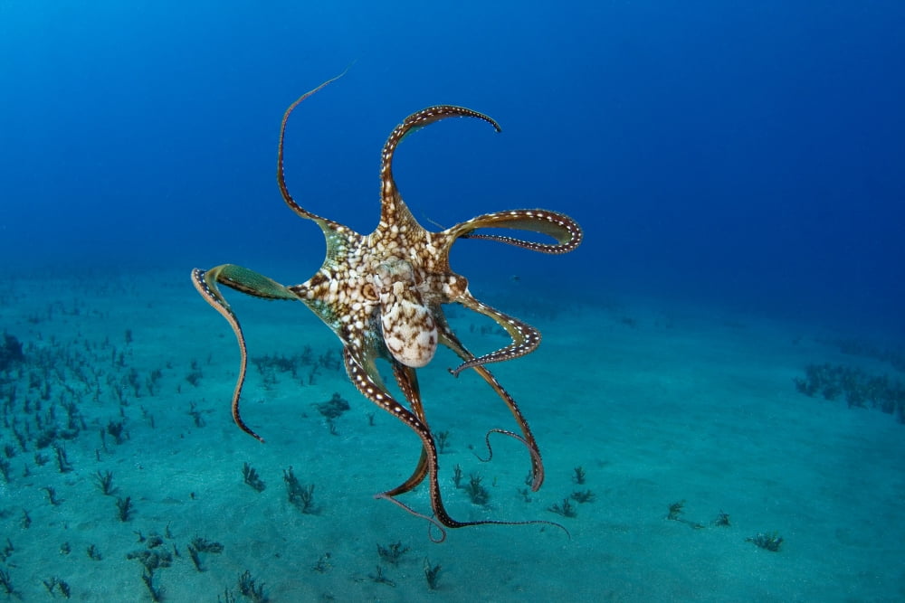 USA Day Octopus (Octopus Cyanea) Hawaii Canvas Art - Dave Fleetham Design Pics (34 x 22)