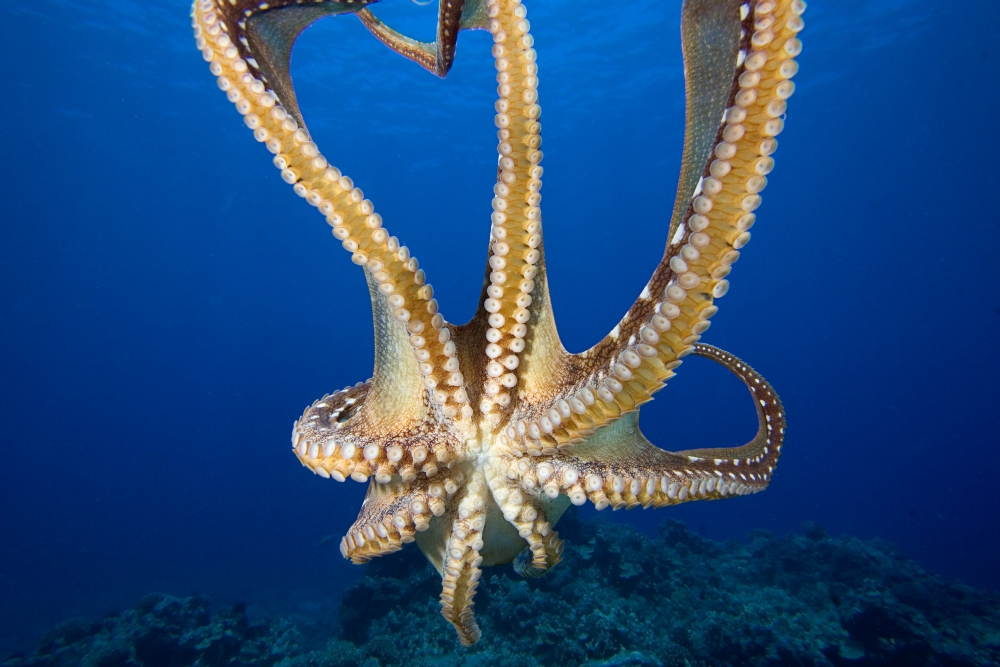 USA Day Octopus (Octopus Cyanea) Hawaii View of tentacles and suckers of eight armed cephalopod Canvas Art - Dave Fleetham Design Pics (17 x 11)