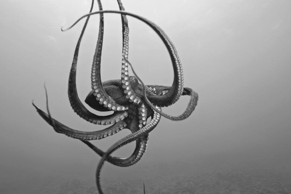 USA Day Octopus (Octopus Cyanea) in Ocean Hawaii Canvas Art - Dave Fleetham Design Pics (18 x 12)