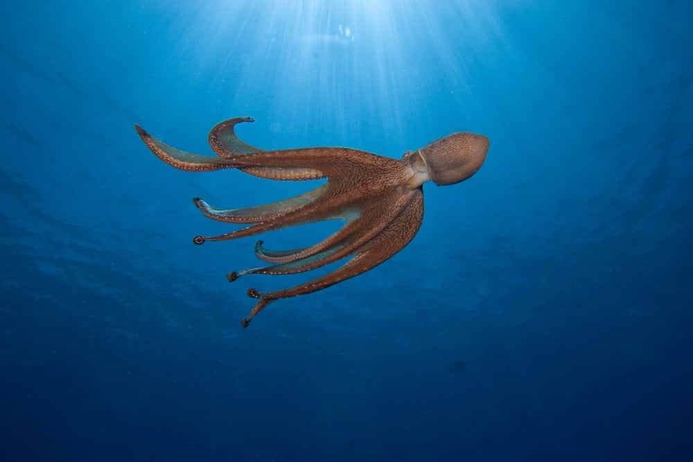 USA Day Octopus (Octopus Cyanea) swimming Hawaii Canvas Art - Dave Fleetham Design Pics (34 x 22)