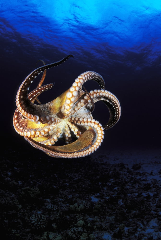 USA Day Octopus (Octopus Cyanea) swimming in Ocean Hawaii Canvas Art - Dave Fleetham Design Pics (11 x 17)